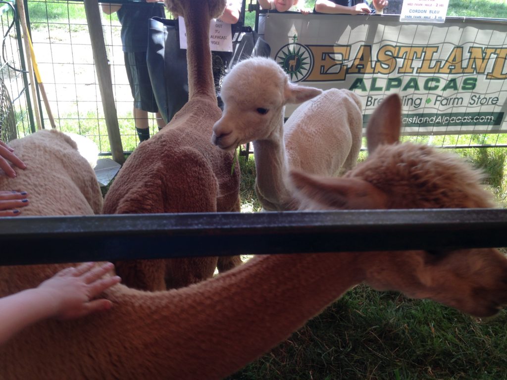oregon dairy family farms days alpacas