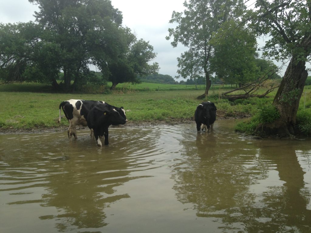 cows in river at dutch wonderland