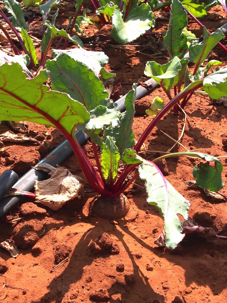 south africa beets in clay dirt