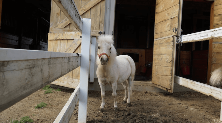 Miniature Horse Farm