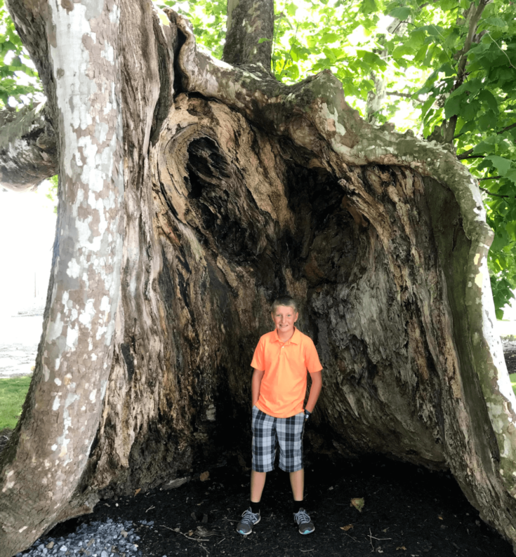 Lancaster County's Old Sycamore Tree