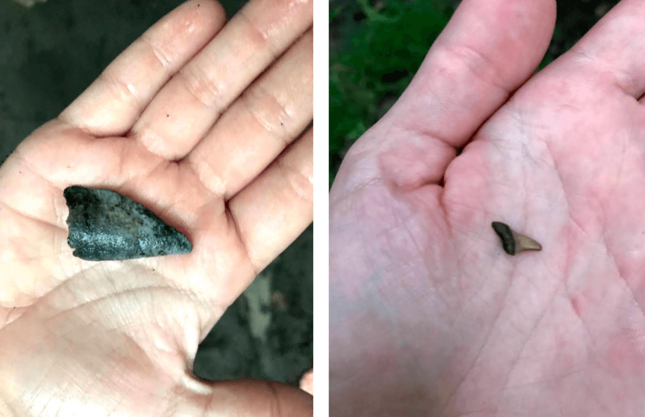 Big Brooke Preserve: Finding Shark’s Teeth & Fossils in Colt’s Creek